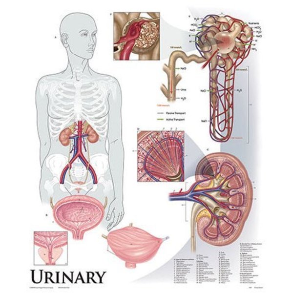 Denoyer-Geppert Charts/Posters, Urinary System Mounted 1427-10